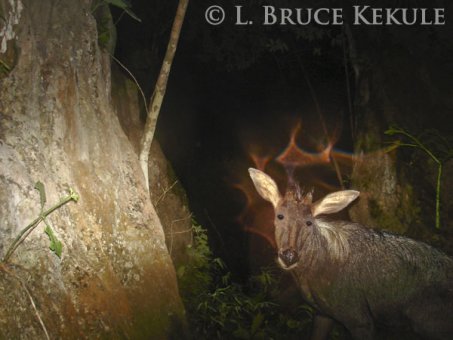 Serow in Sai Yok National Park