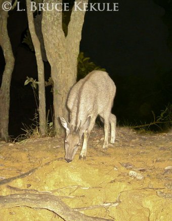 Goral camera-trapped in Mae Lao-Mae Sae