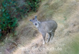 Goral kid in Doi Inthanon National Park
