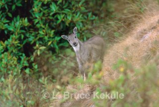 Goral kid in Doi Inthanon National Park