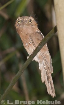 Javan frogmouth near the Phetchaburi River