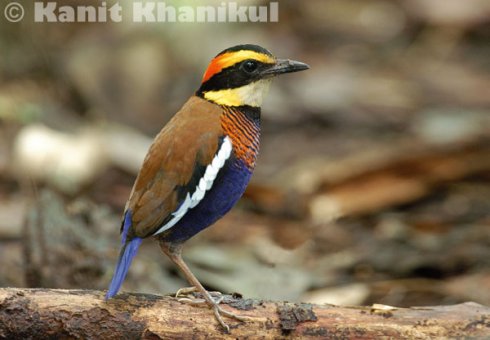 Banded pitta male in Khao Nor Chuchi