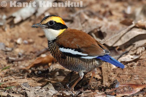 Banded pitta female in Khao Nor Chuchi