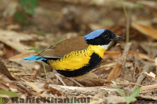 Gurney's pitta in Khao Nor Chuchi