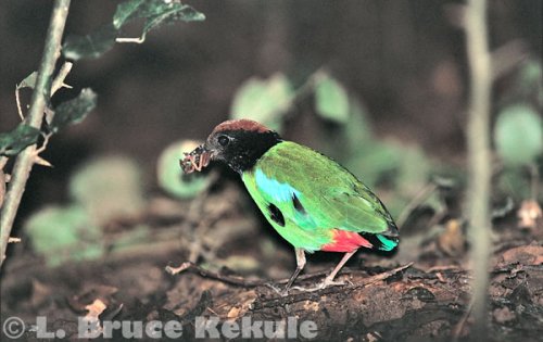 Hooded pitta in Khao Nor Chuchi