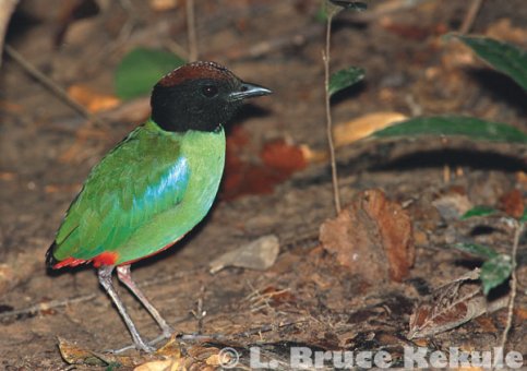 Hooded pitta in Khao Nor Chuchi
