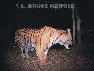 Indochinese tiger camera-trapped