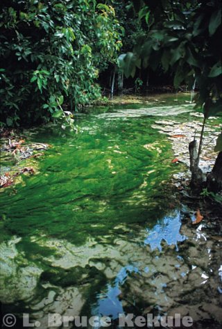 Emerld pond - Algie