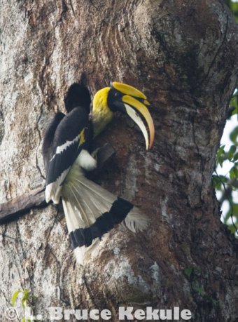 Hornbill
