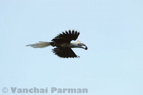 White-crowned hornbill in Hala-Bala