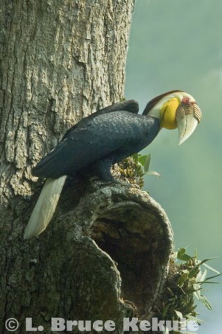 Wreathed hornbill in Kaeng Krachan