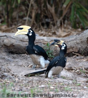 Oriental pied hornbill in Kaeng Krachan