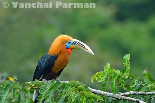 Rufous-necked hornbill in Mae Wong