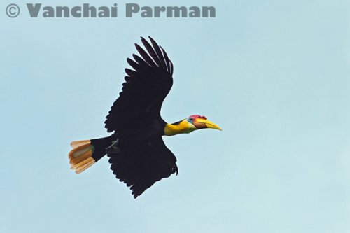 Wrinkled hornbill in Hala-Bala
