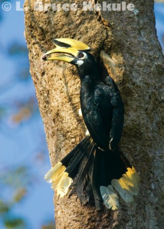 Oriental pied hornbill in Kaeng Krachan