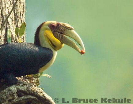 Wreathed hornbill in Kaeng Krachan