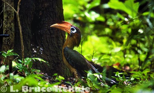 Brown hornbill in Huai Kha Khaeng