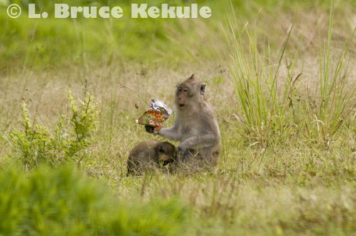 Crab-eating macaque eating 'ma-ma'