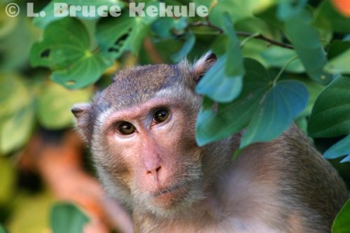 Crab-eating macaque eating in Sai Yok