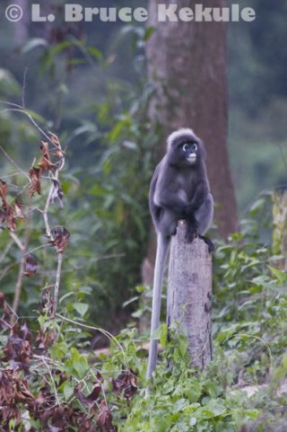 Dusky langur stump-sitting in Khlong Saeng