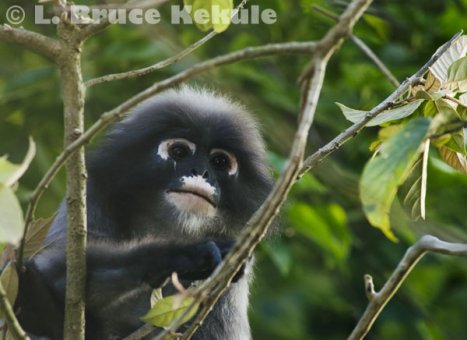Dusky langur in Kaeng Krachan