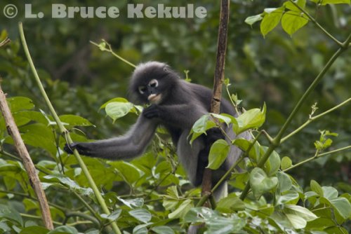 Dusky Langur