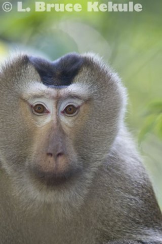Pig-tailed macaque in Khao Yai