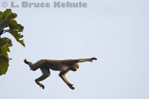 Pig-tailed macaque jumping in Khlong Nakha