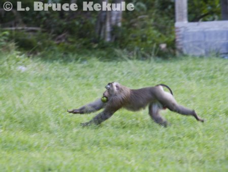 Crab-eating macaque eating on the run