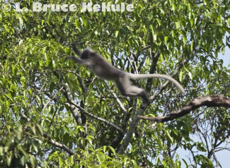Leaping langur in Kaeng Krachan