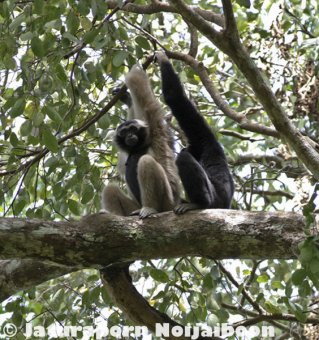 Pileated gibbon in Khao Ang Rue Nai