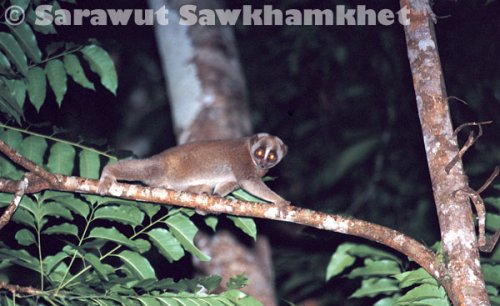 slow-loris-w