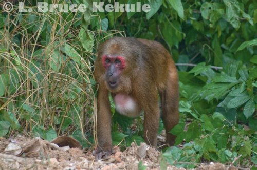 Stump-tailed macaque mother and baby