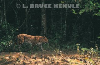 Leopard hunting on a trail