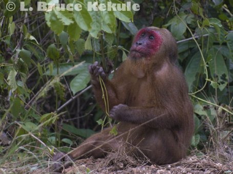 Stump-tailed macaque