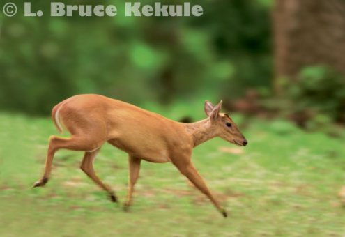 Common muntjac on the run near Mae Klong River in Thung Yai