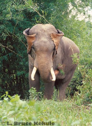 Tusker in Sai Yok National Park