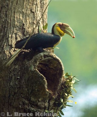 Wreathed hornbill in Kaeng Krachan