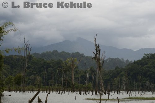Khlong Saeng flooded forest