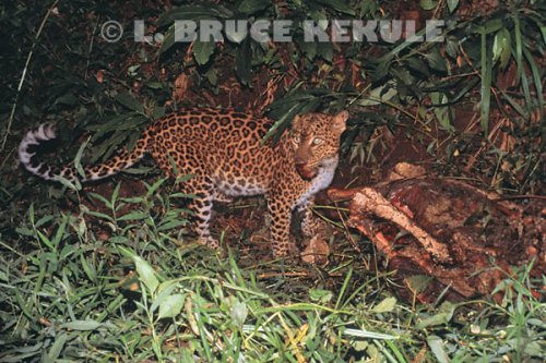 Asian leopard on sambar kill