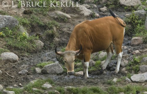 Banteng bull at a mineral lick in Huai Kha Khaeng