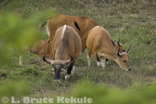 Banteng herd at a waterhole in Khao Ang Rue Nai Wildlife Sanctuary