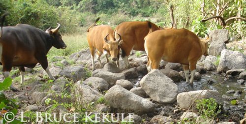 Banteng bull and cows in Huai Khaeng