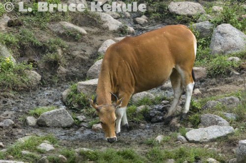 Banteng cow at a mineral lick in Huai Kha Khaeng