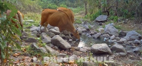 Banteng cows camera-trapped at a waterhole 