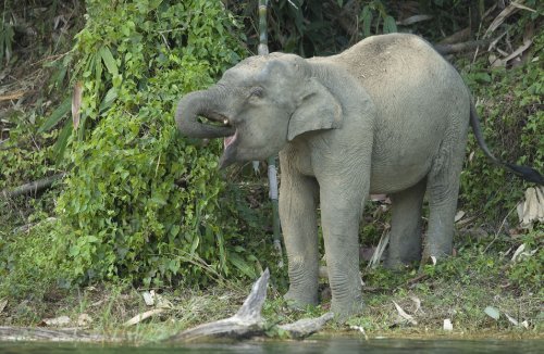 tusker2-in-khlong-saeng