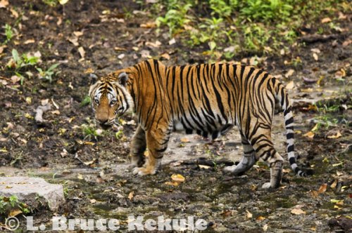 Indochinese tiger in Huai Kha Khaeng