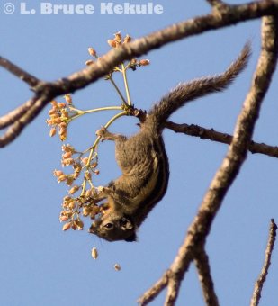 Burmese striped squirrel in Huai Kha Khaeng