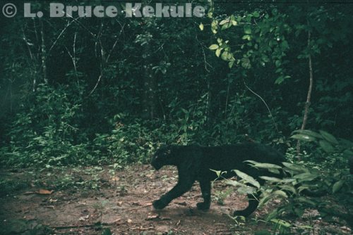 Black leopard camera trapped in Kaeng Krachan