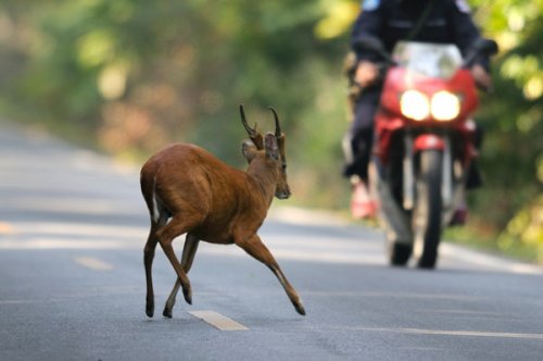 Muntjac jumping a motorcycle in Khao Yai